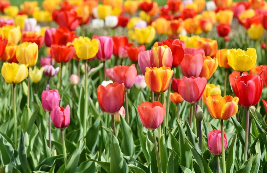 Tulip farming