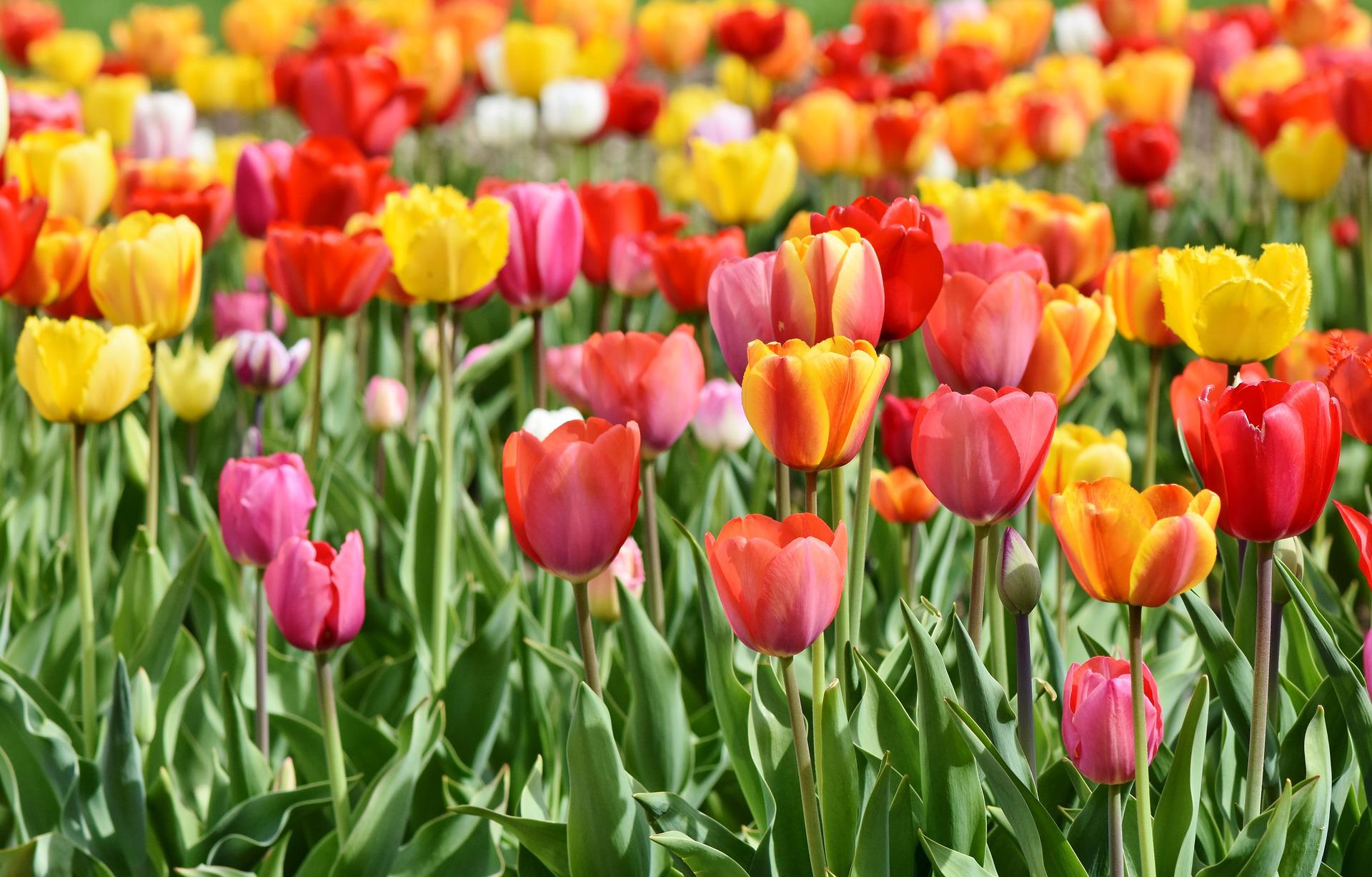 Tulip Farming:  How to Plant and Harvest Tulips