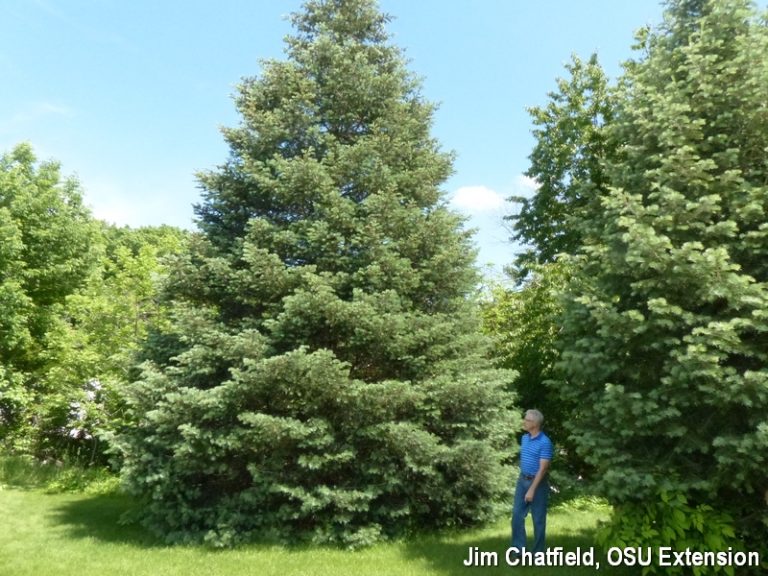 12 Ornamental Trees That Will Thrive in Minnesota