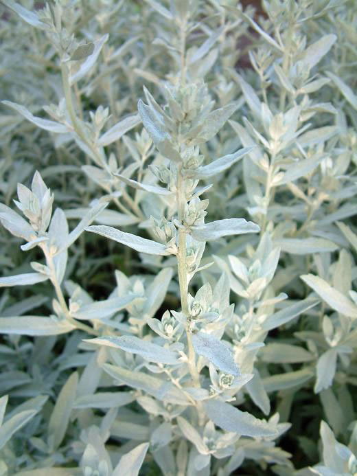 Our Favorite Ground Cover Plants to Grow in Utah