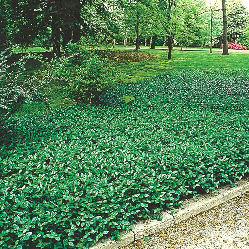 Ground Cover Plants Most Suitable to Wisconsin Climate