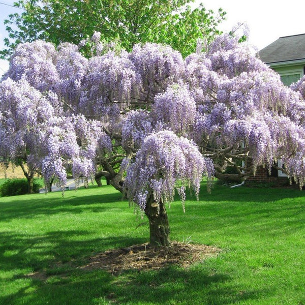 The Most Beautiful Ornamental Trees To Grow In Wisconsin 