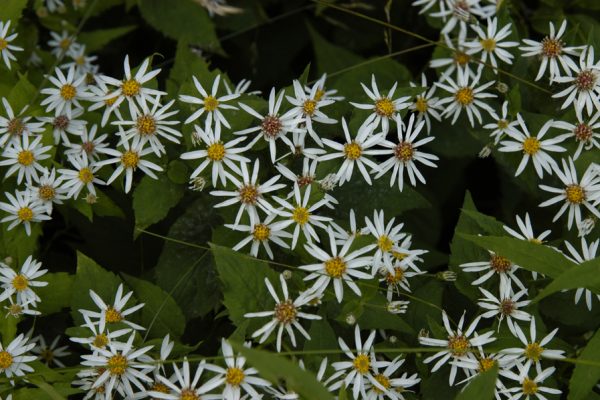 16 Ground Cover Plants to Grow in Ohio - PlantNative.org