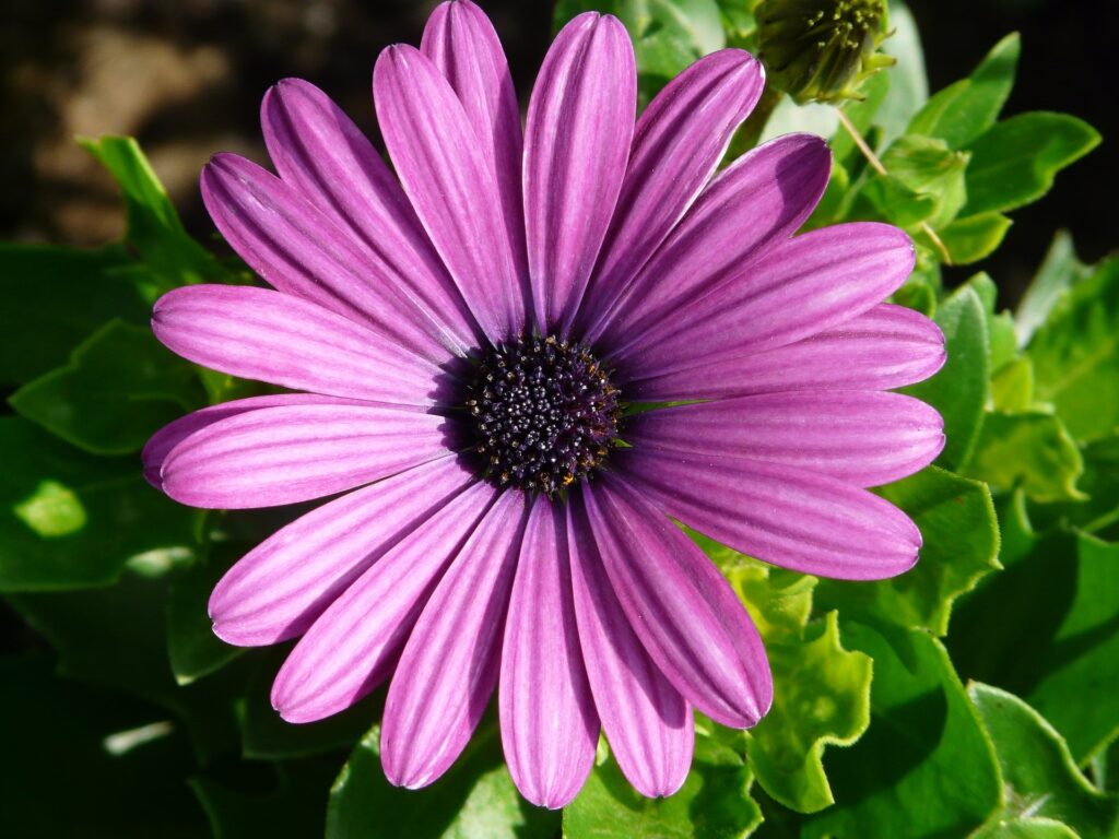 African Daisy