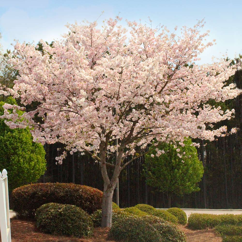 The Best Ornamental Trees to Grow in Pennsylvania