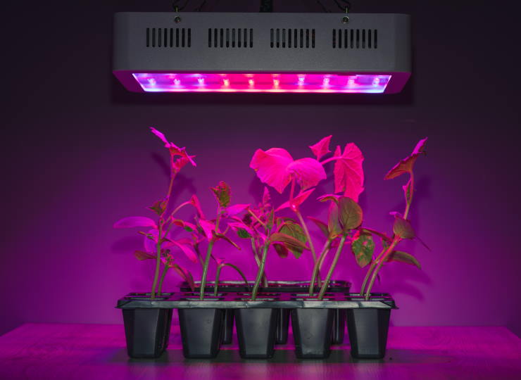 Choosing the Best Led Grow Light for Indoor Planting