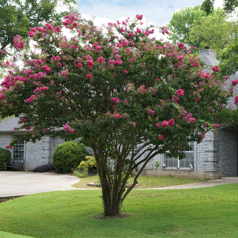 The Best Ornamental Trees to Grow in Pennsylvania - PlantNative.org