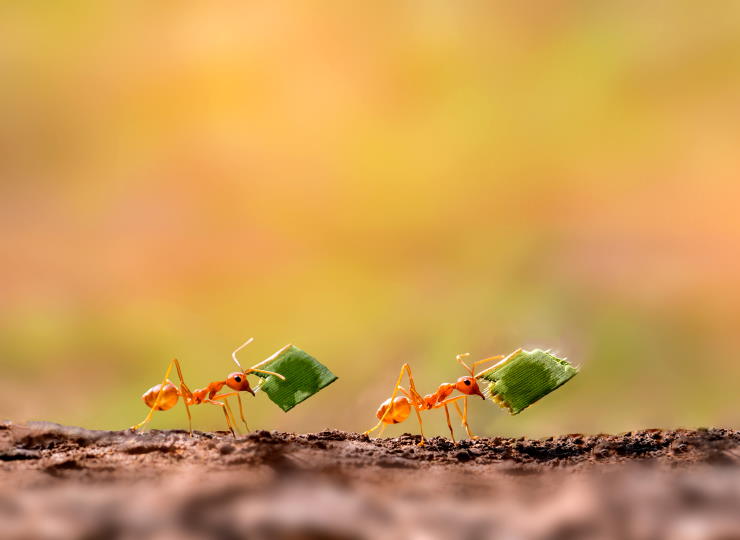 How To Keep Ants Out Of Raised Garden Beds 