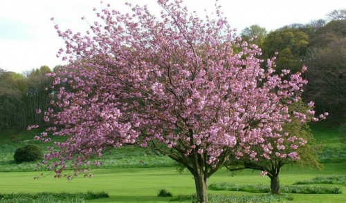 19 Ornamental Trees to Grow in North Carolina