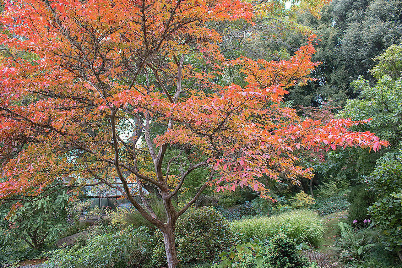 The Best Ornamental Trees to Grow in Pennsylvania