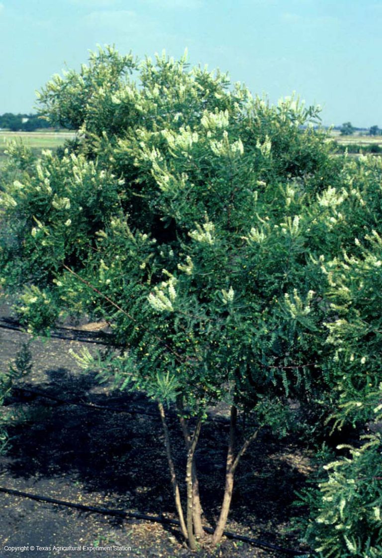 The Best Ornamental Trees to Grow in Arizona