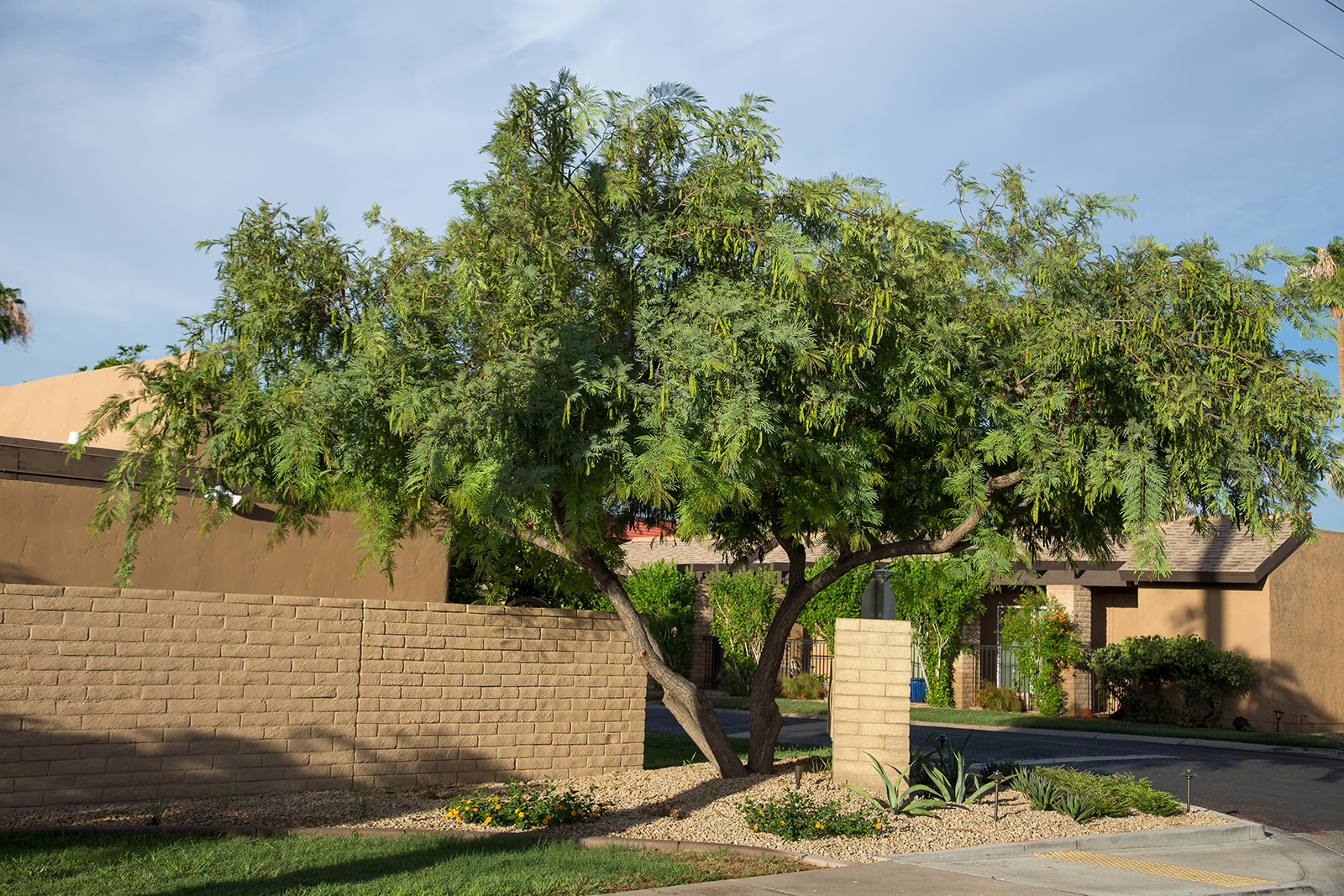 The Best Ornamental Trees To Grow In Arizona - Plantnative.org