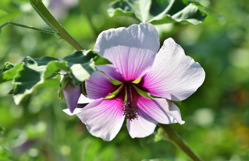 Mallow-flower.jpg