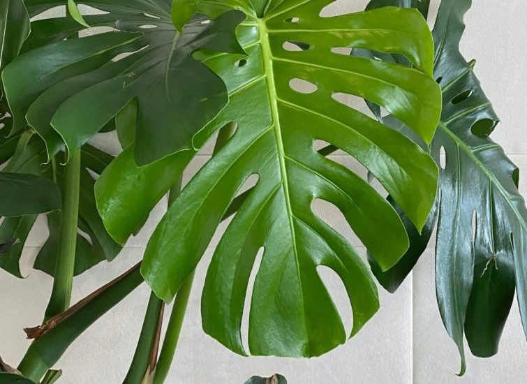 Monstera deliciosa (swiss cheese plant)