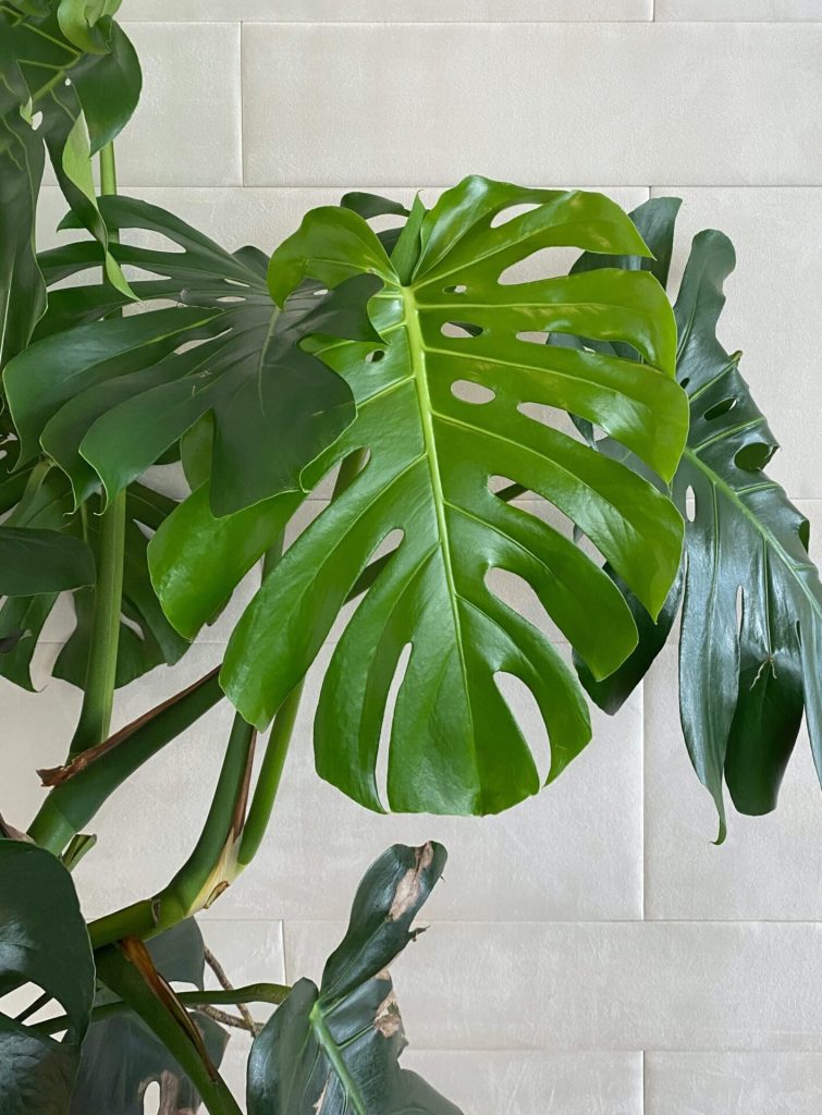 7 Monstera Plants in the Wild - PlantNative.org