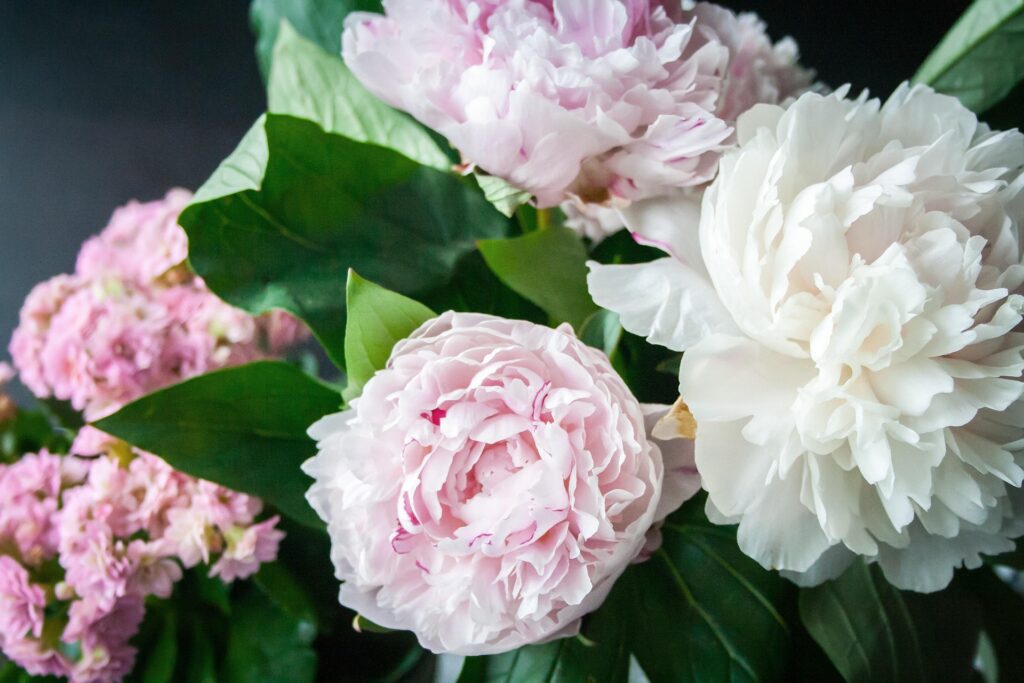 Peonies