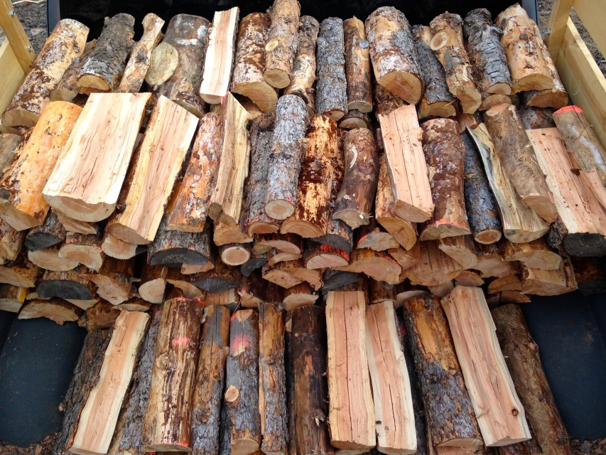 Do Pine Trees Produce Good Firewood?