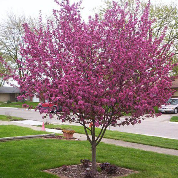 The Best Ornamental Trees to Grow in Pennsylvania - PlantNative.org