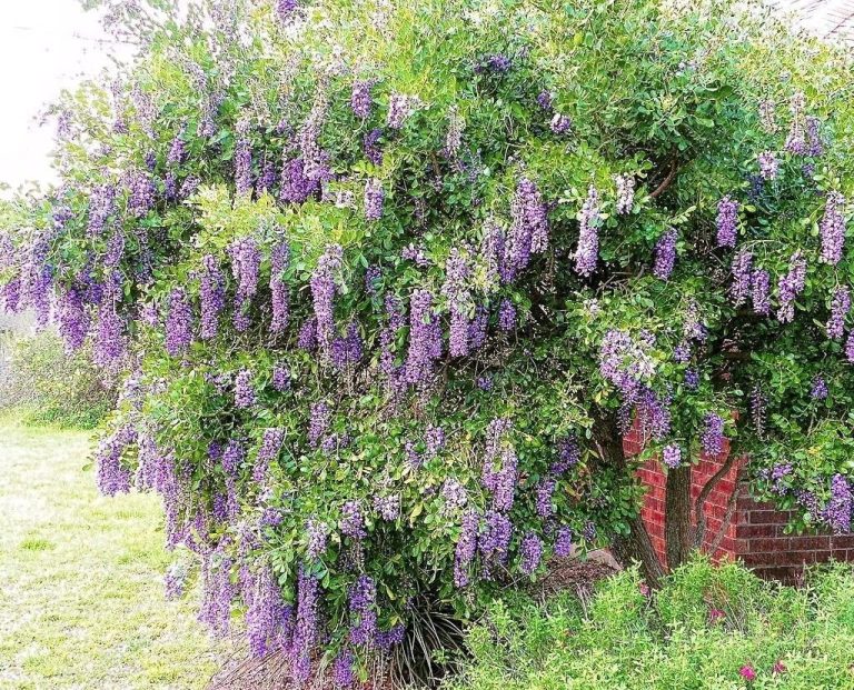 The Best Ornamental Trees for Every Texas Region