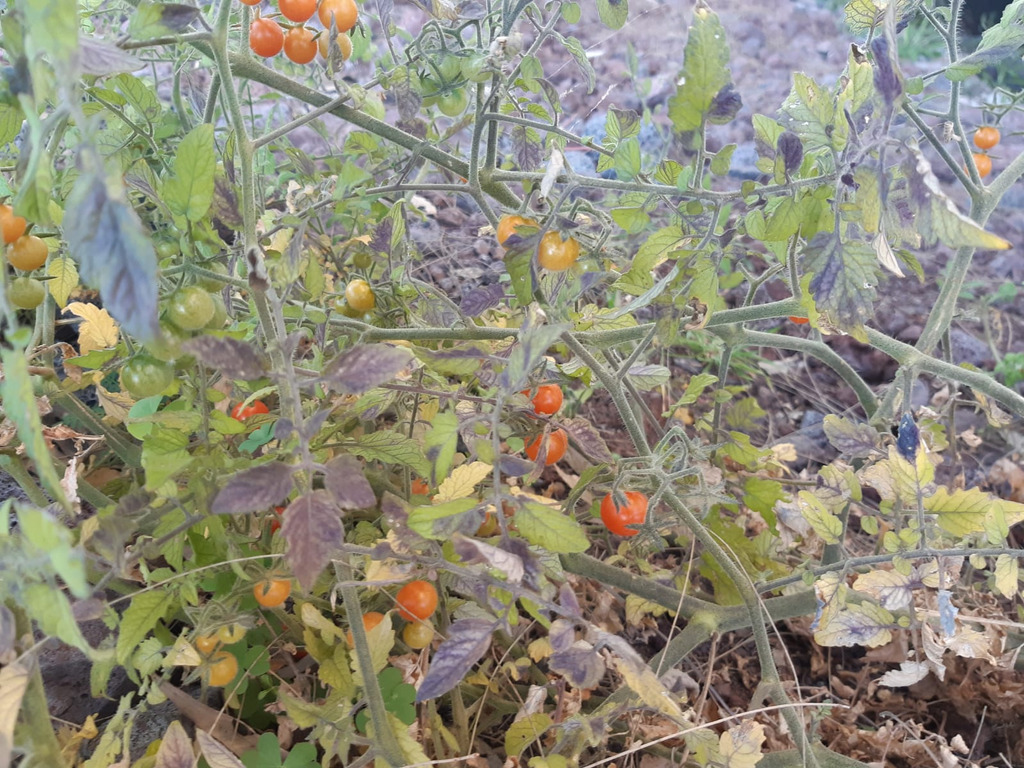Tomato farming