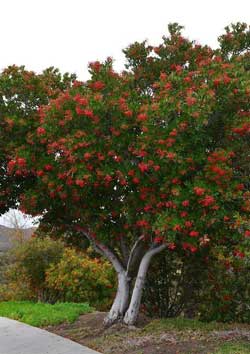 15 Ornamental Trees to Grow in Southern California - PlantNative.org