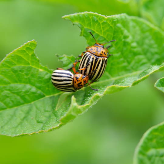 When Is the Best Time To Water Grass, insects