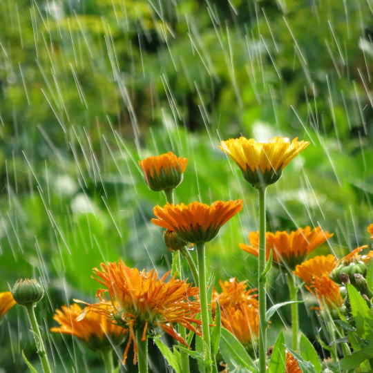 When Is the Best Time To Water Grass, raining