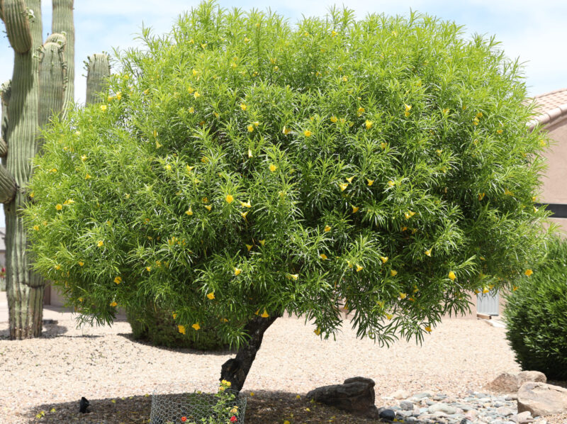 The Best Ornamental Trees to Grow in Arizona