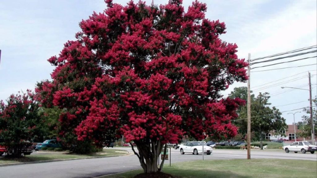 The Best Ornamental Trees to Grow in Pennsylvania