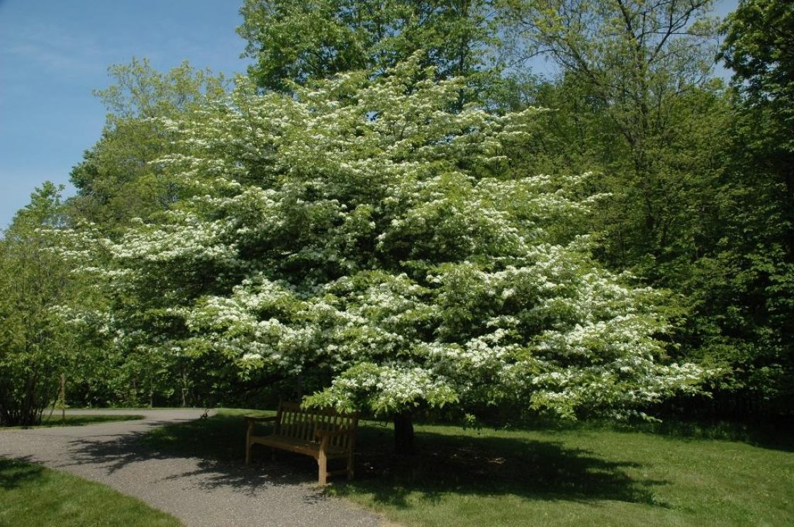 The Most Popular Ornamental Trees to Grow in Massachusetts