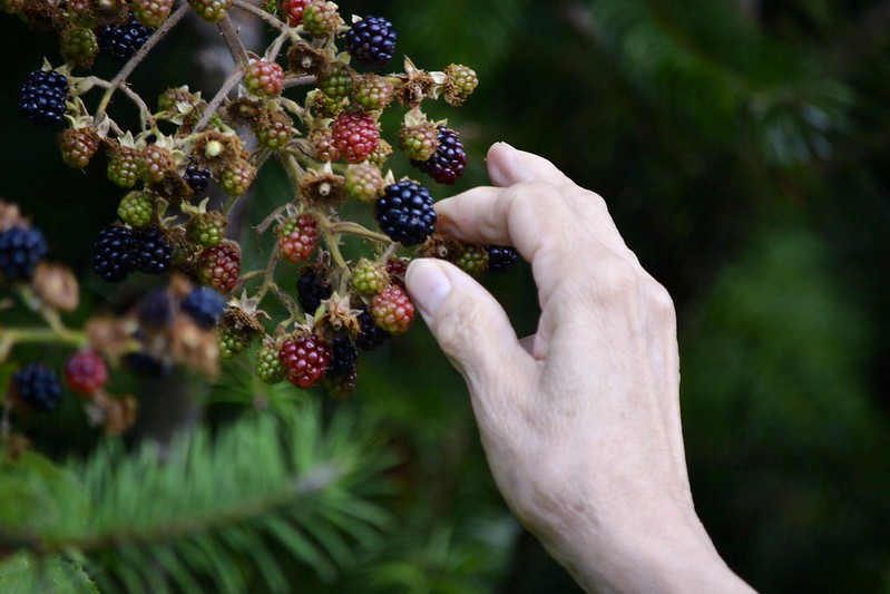 Erect thorny blackberry