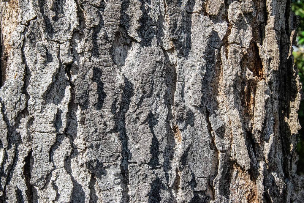 Do Hackberry Trees Produce Good Firewood? - PlantNative.org