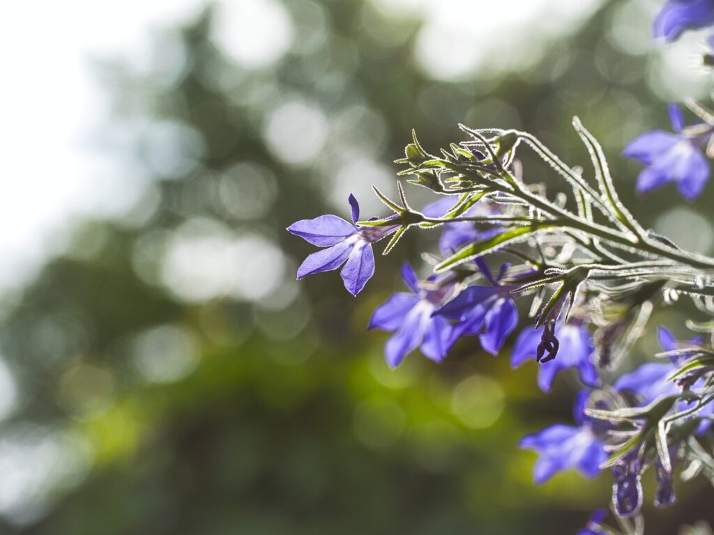 Lobelia erinus 