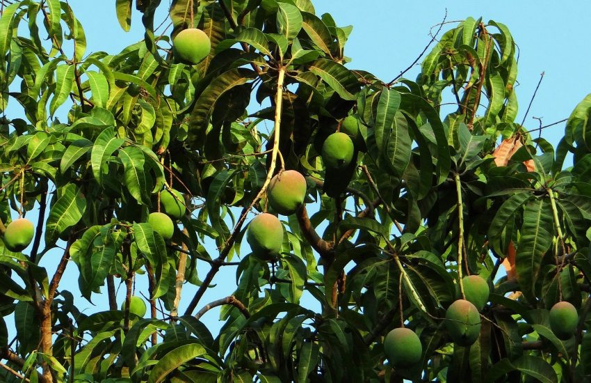 Mango farming