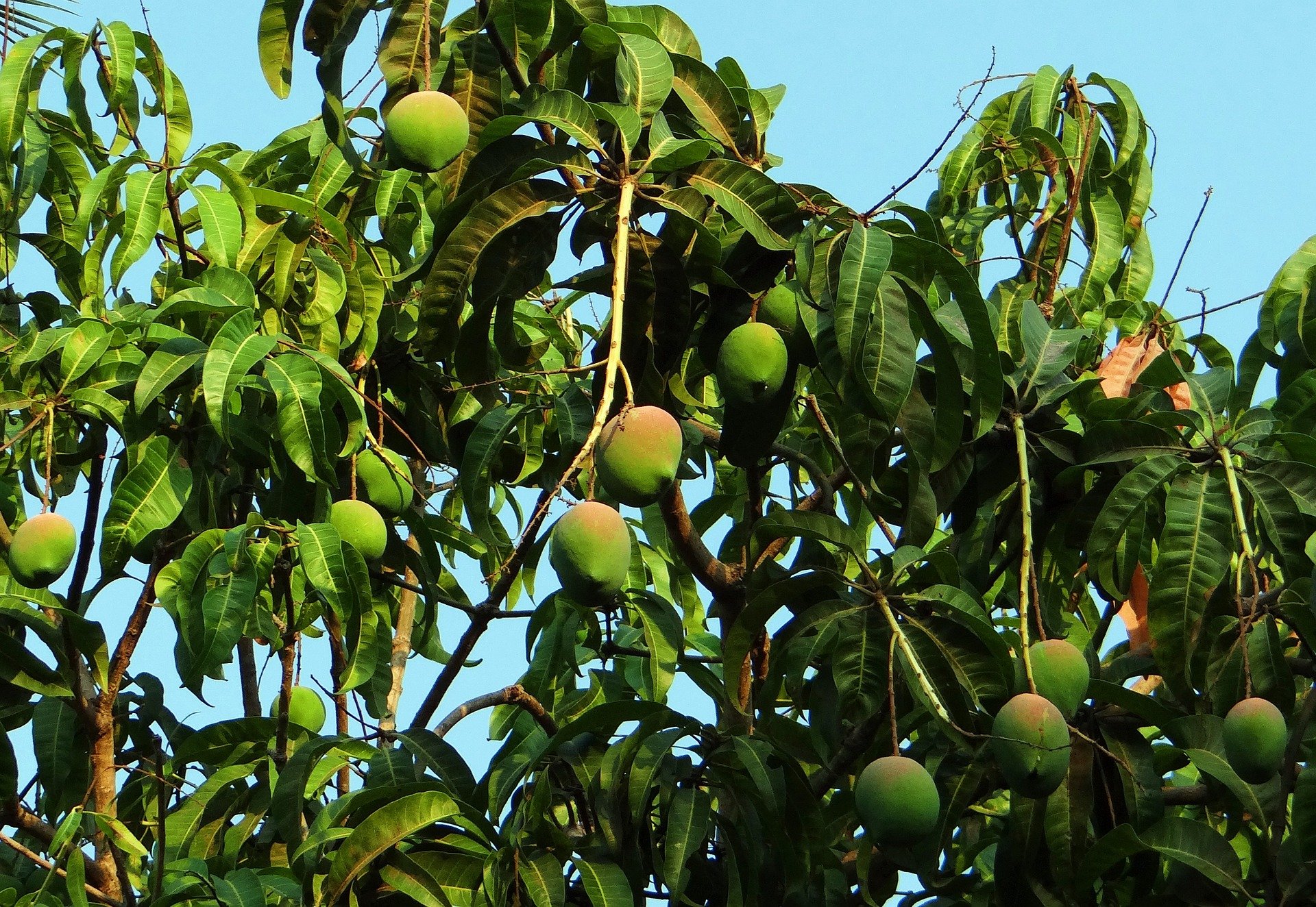 Mango Farming: How to Grow and Harvest