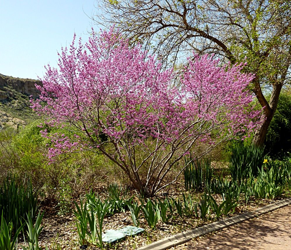 The Best Ornamental Trees for Every Texas Region