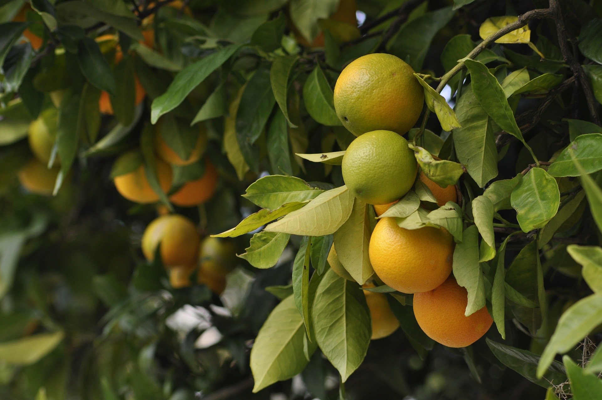 Orange Farming: How to Plant and Harvest