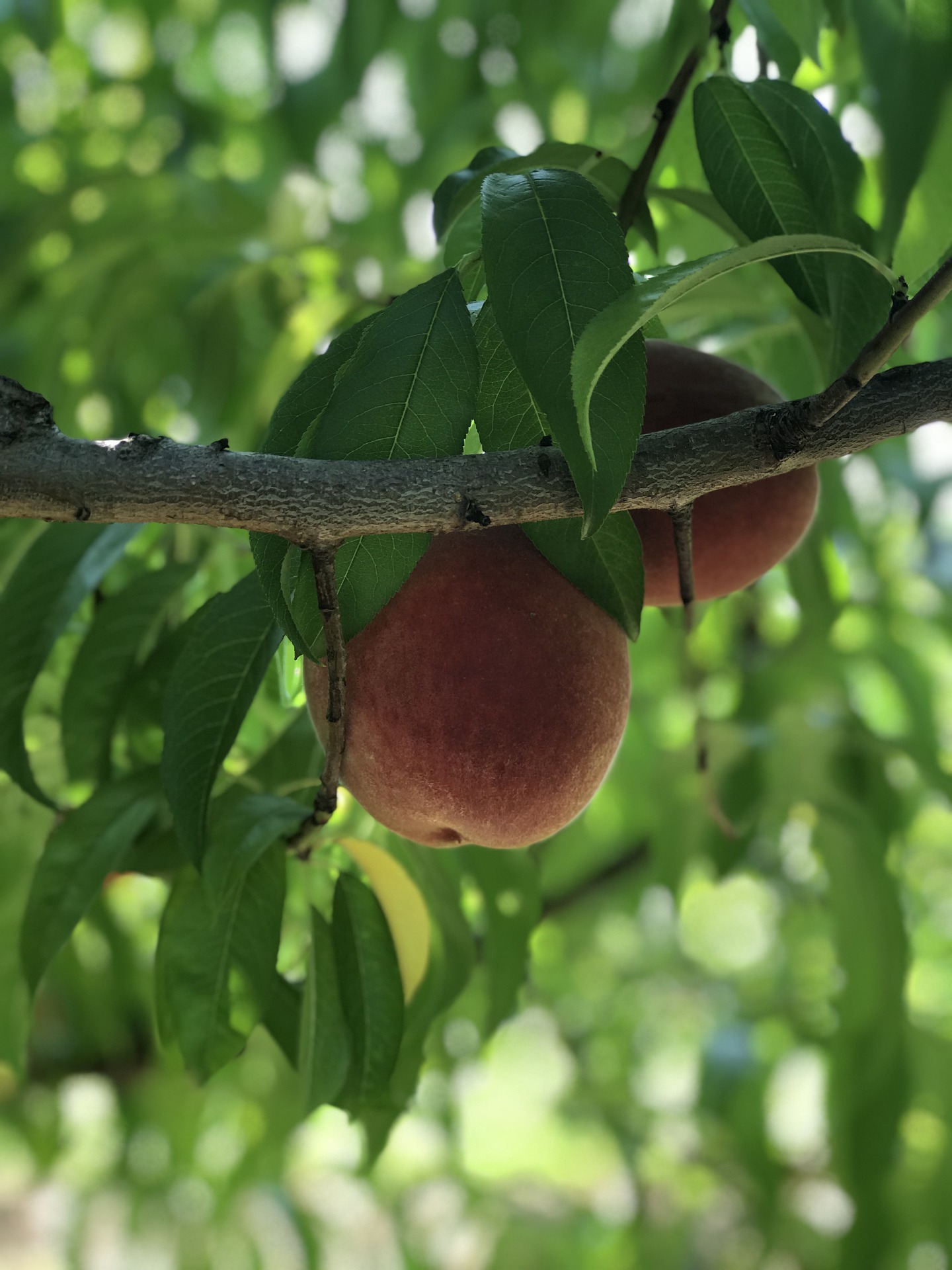 Peach Farming: How to Plant and Harvest