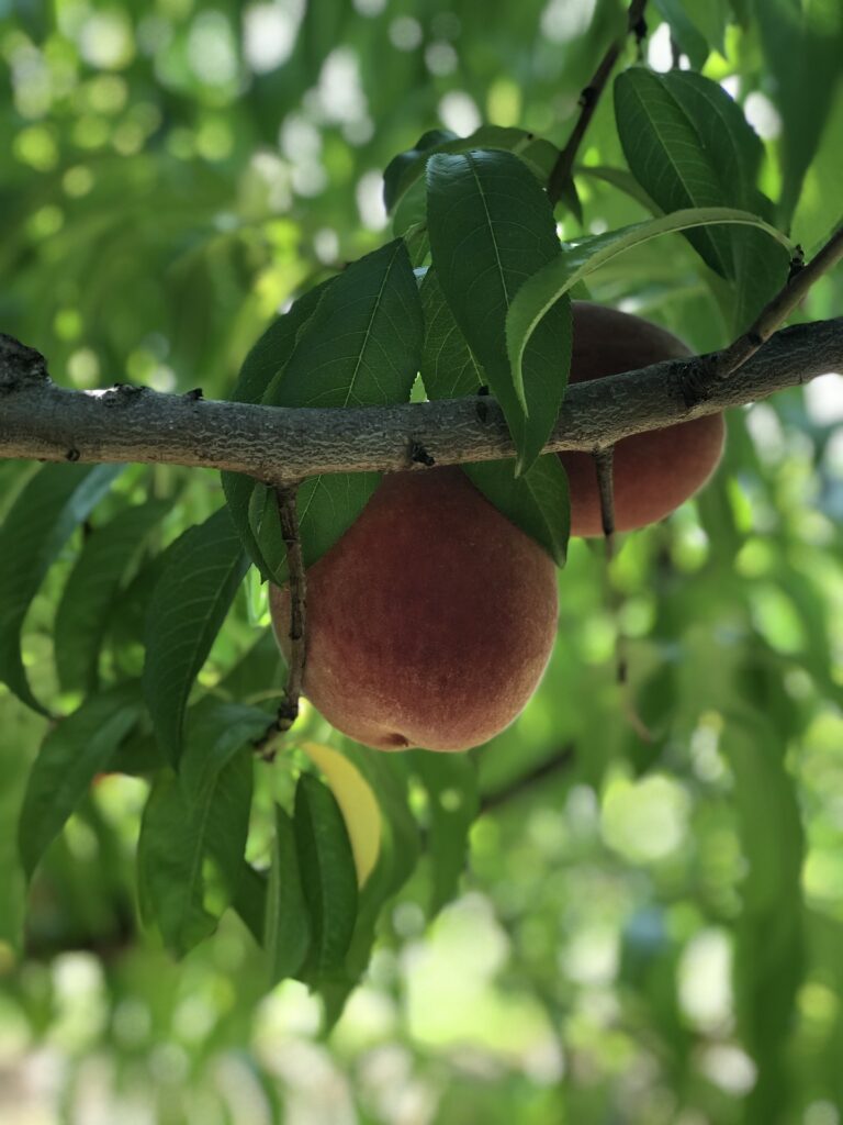 Peach farming
