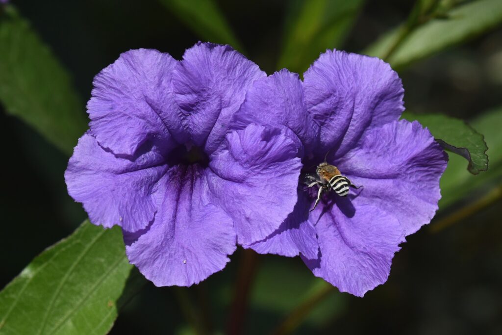 Petunias