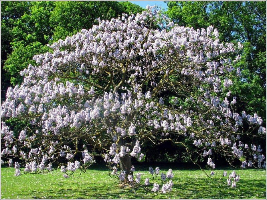 The Best Ornamental Trees to Grow in Pennsylvania