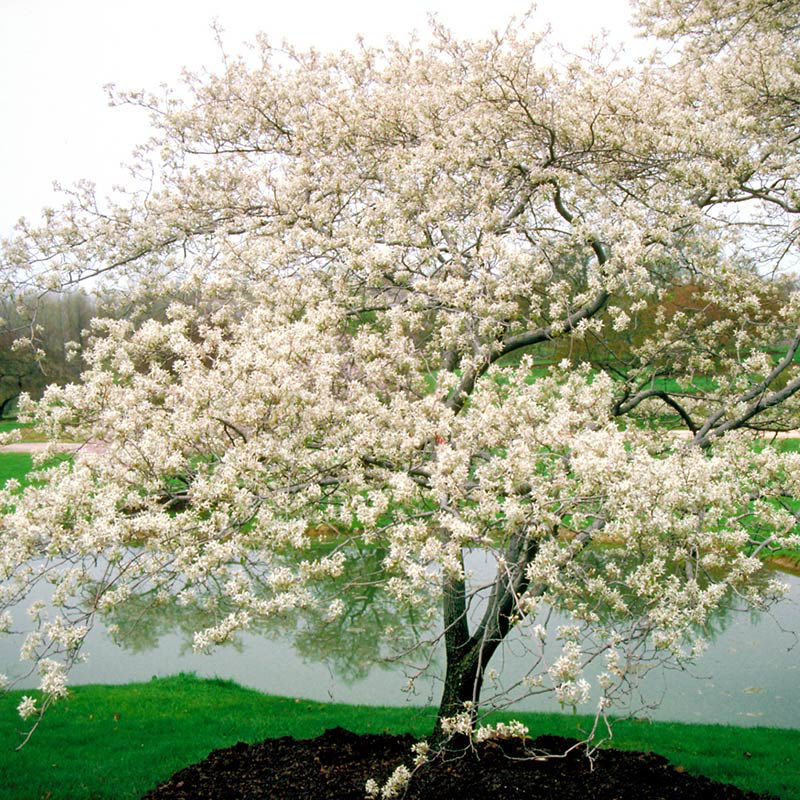 The Best Ornamental Trees to Grow in Maryland