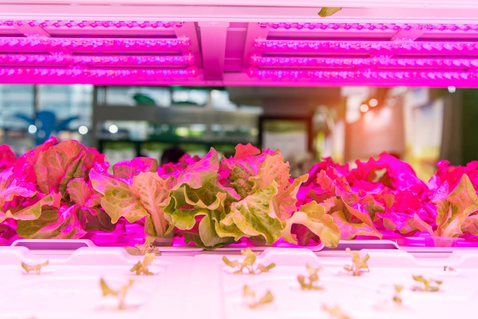Choosing the Best LED Grow Light for Indoor Planting