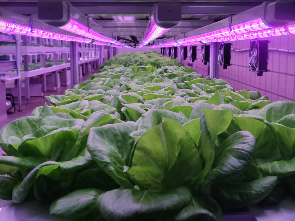 Choosing the Best LED Grow Light for Indoor Planting