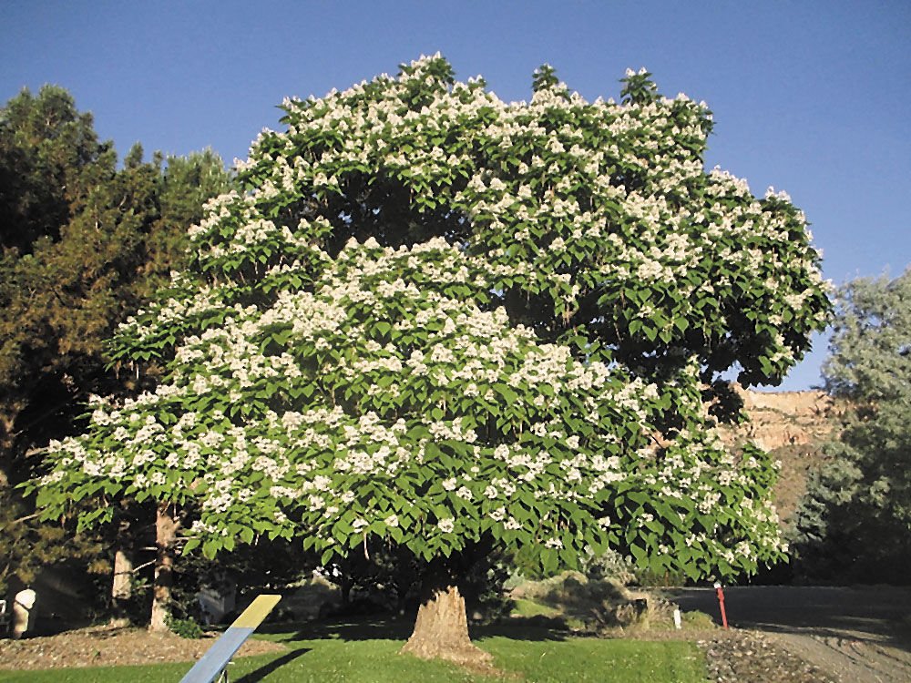 The Best Ornamental Trees to Grow in Georgia