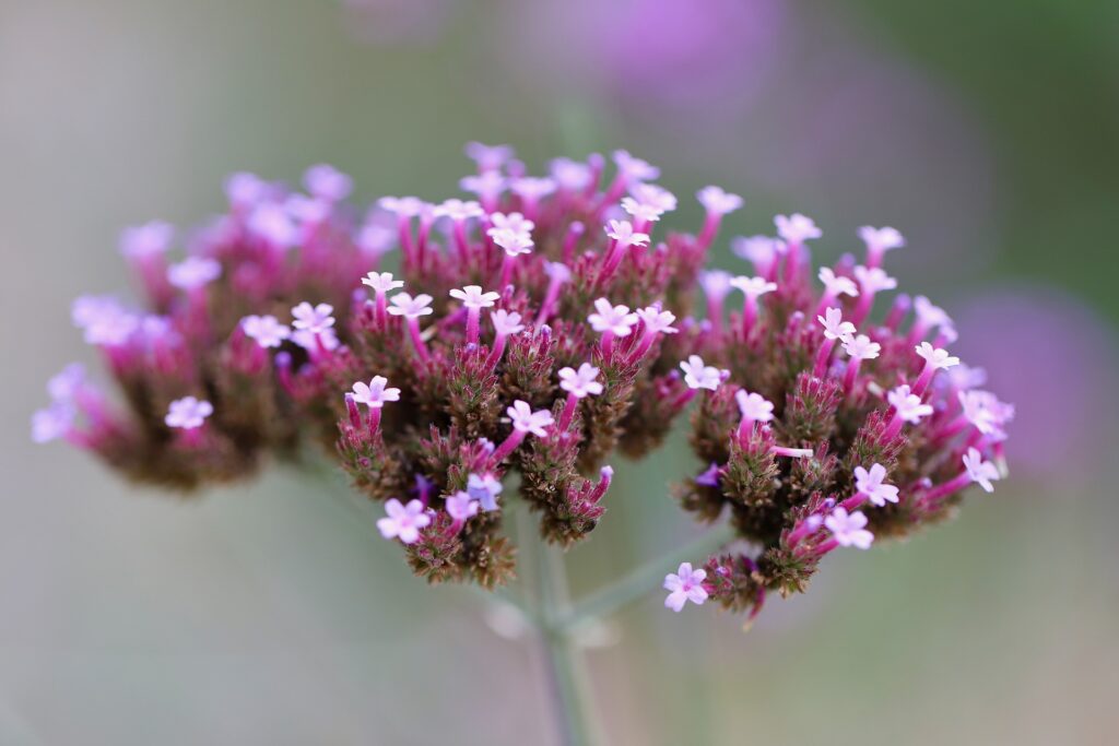 Verbena flower