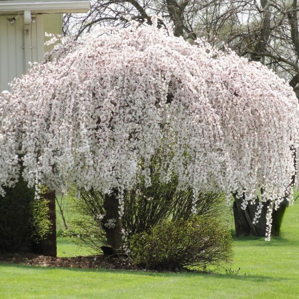 16 Ornamental Trees To Grow In Ohio Plantnative Org