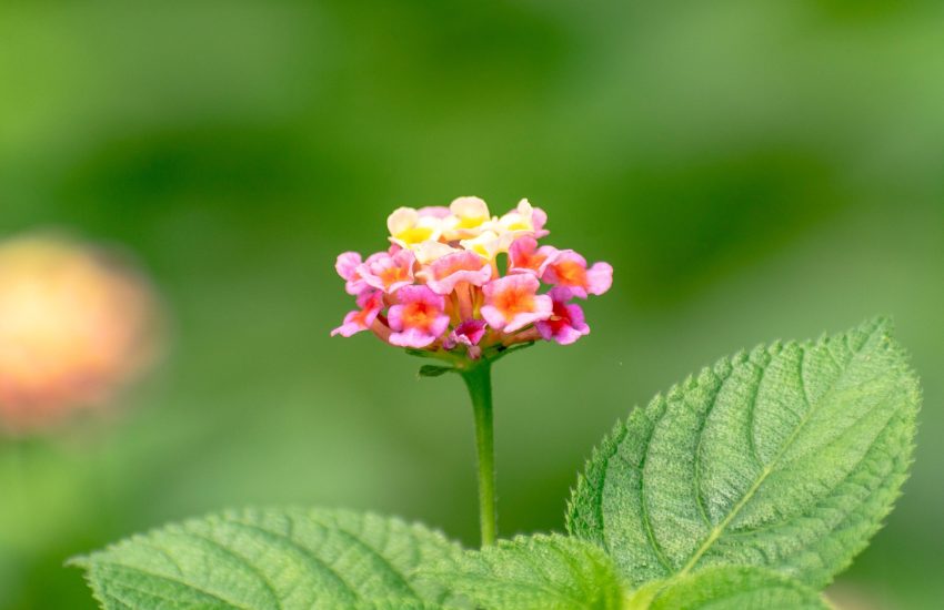 West Indian Lantana