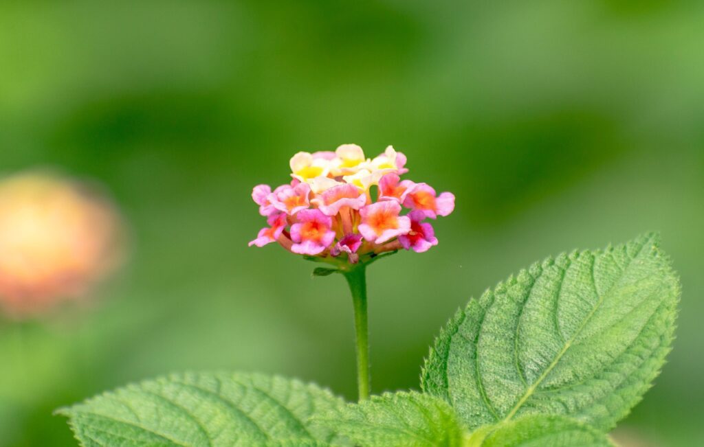 West Indian Lantana