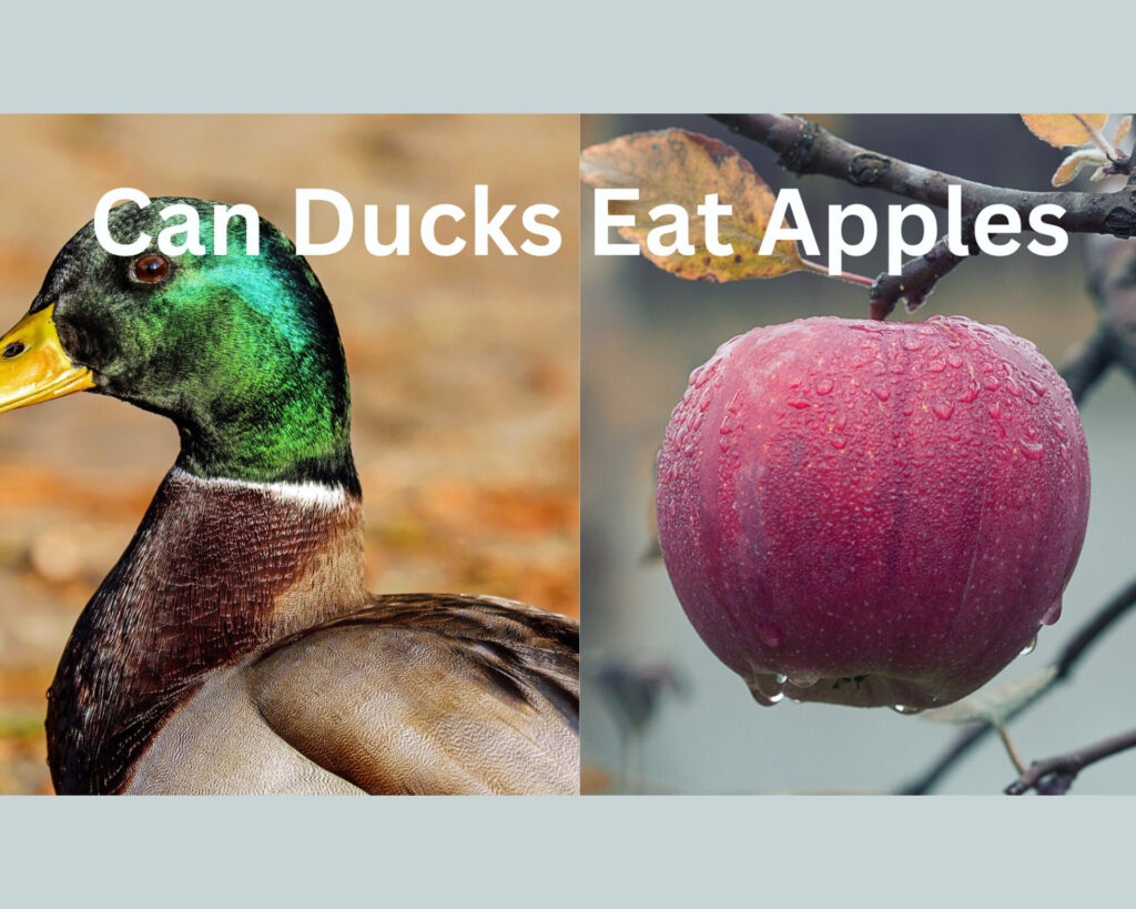 Can Ducks Eat Apples?